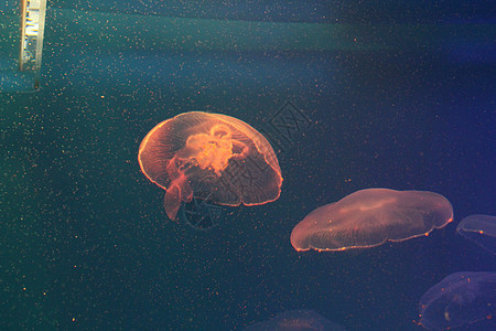 美光照耀的海中Jellyfish野生动物生活辉光生物海蜇水族馆蓝色热带游泳危险图片