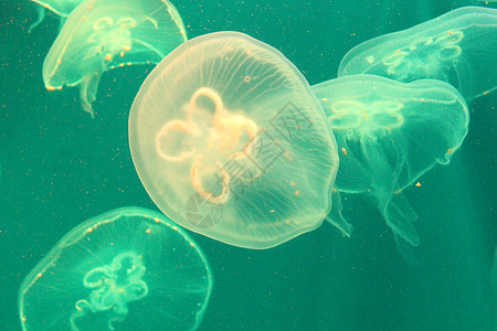 美光照耀的海中Jellyfish热带动物生物野生动物海洋危险海蜇游泳蓝色辉光图片