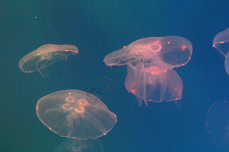 蓝色和清澈海水中的大型水母漂浮动物生活热带野生动物浮潜危险海蜇水族馆白色图片