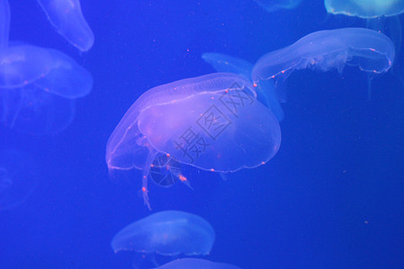 美光照耀的海中Jellyfish生物蓝色海洋水族馆海蜇游泳动物生活热带危险图片