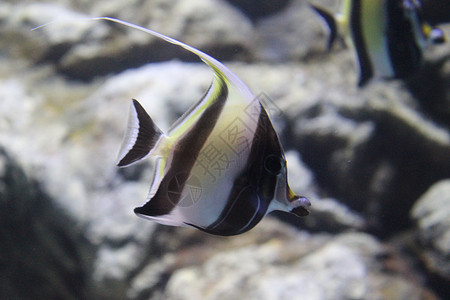 鱼在水族馆清澈的水中捕捉了条状天使鱼生活动物神仙鱼蓝色珊瑚异国野生动物插图黄色条纹图片