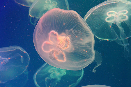 美光照耀的海中Jellyfish动物水族馆海蜇热带游泳野生动物蓝色生物生活海洋图片