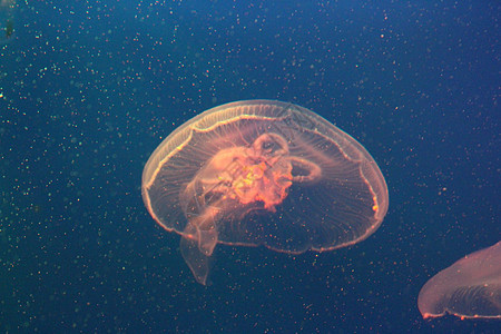 蓝色和清澈海水中的大型水母野生动物漂浮白色热带生活动物危险浮潜海蜇水族馆图片