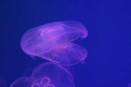 蓝色和清澈海水中的大型水母漂浮热带动物危险生活白色水族馆生物海蜇浮潜图片