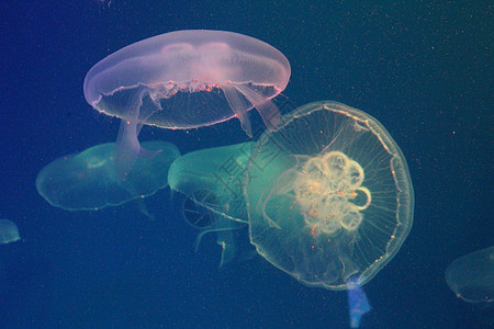 美光照耀的海中Jellyfish海洋海蜇野生动物动物辉光游泳热带生活危险蓝色图片