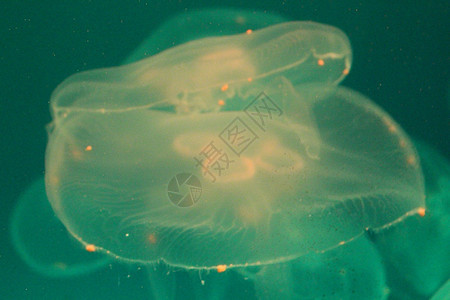 美光照耀的海中Jellyfish生活动物游泳海洋海蜇蓝色辉光生物热带野生动物图片