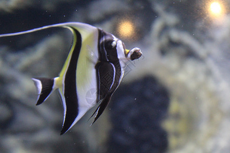 鱼在水族馆清澈的水中捕捉了条状天使鱼野生动物荒野蓝色旅行神仙鱼黄色异国插图白色卡通片图片