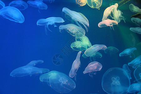美光照耀的海中Jellyfish水族馆蓝色海洋游泳热带动物危险生物海蜇野生动物图片