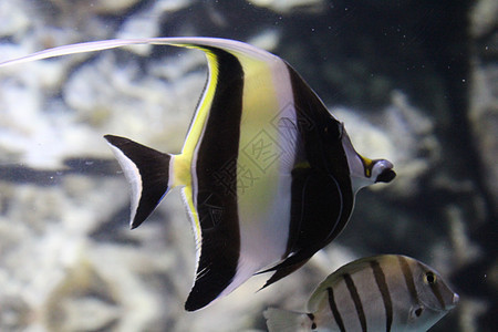 鱼在水族馆清澈的水中捕捉了条状天使鱼神仙鱼条纹生活情调卡通片旅行野生动物动物插图海洋图片