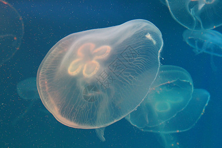 蓝色和清澈海水中的大型水母海蜇野生动物生活漂浮水族馆动物热带生物白色浮潜图片