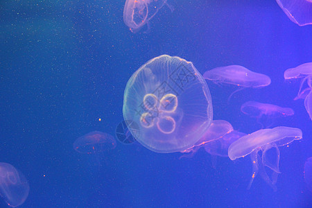 蓝色和清澈海水中的大型水母水族馆浮潜白色动物海蜇生活危险生物热带野生动物图片