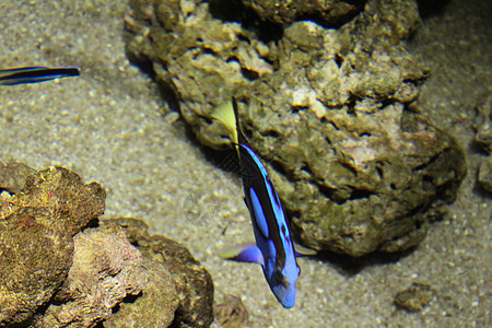 海水中的鱼 美丽而丰富多彩的景象海洋野生动物蓝色环境生活荒野珊瑚礁热带水族馆盐水图片