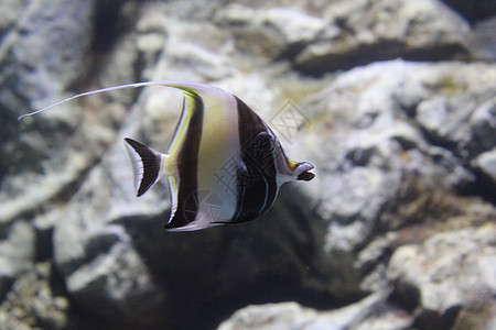 鱼在水族馆清澈的水中捕捉了条状天使鱼海洋蓝色动物神仙鱼情调白色珊瑚野生动物热带异国图片