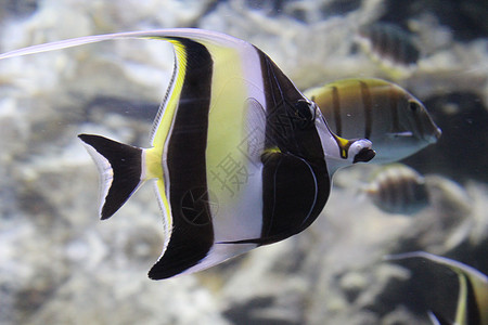 鱼在水族馆清澈的水中捕捉了条状天使鱼卡通片荒野神仙鱼生活白色插图动物条纹情调黄色背景图片