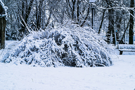 布什满是积雪风景场景气候公园气象树木全景冻结农村预报图片