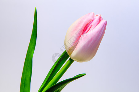 粉色郁金花郁金香花瓣白色植物群叶子美丽图片