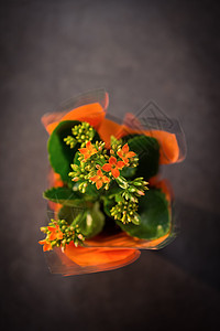特写植物锅炉零售花盆树叶生长脆弱性商业盆栽花店橙子背景图片
