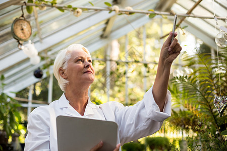 女科学家在温室检查爬行植物的女科学家图片
