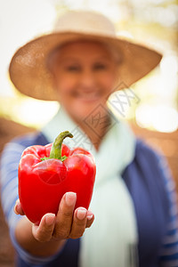 特写园丁 在花园里放红铃辣椒图片