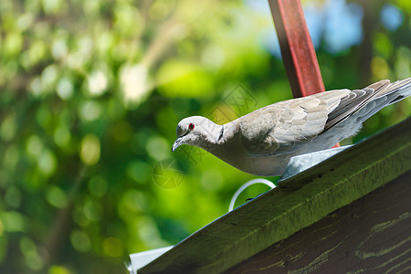 罗马尼亚伊洛米塔(Ialomitta) 照片来自一只持绿色自然背景的雀巢鸽鸟站在屋顶上图片
