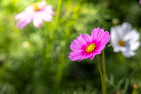 花园里的美丽的宇宙花朵 自然背景雏菊植物环境叶子季节草地公园农村植物群场地背景