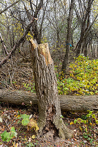 树根断裂 立木腐烂 在附近图片