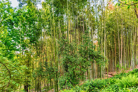 背景 竹木树叶图案背景热带花园叶子森林公园生长绿色植物墙纸树林图片