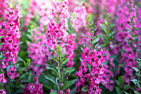 五颜六色的花的背景图片花瓣紫色植物群宏观粉色生长花束季节植物背景图片