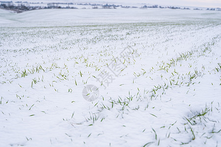 麦田在冬季被雪覆盖 冬小麦 绿草如茵 雪下的草坪 在寒冷中收获 为面包种植粮食作物 与庄稼文化的农业过程晴天场地生长草地播种食物图片