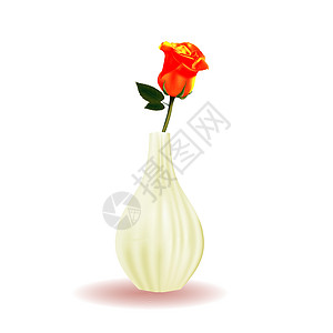 孤立在白色背景上的花瓶中的一朵玫瑰的分支 花 橙子图片