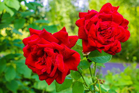 花园 春天或夏天的支架上都有红玫瑰花瓣玫瑰花束植物花粉树叶荒野叶子场地生长图片