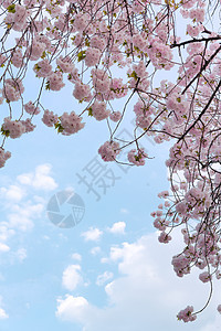 东京浅山公园的樱花花垂枝植物蓝色季节王子公园花园叶子花头位置图片