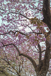 蓝天空和浅山粉红樱花树枝图片