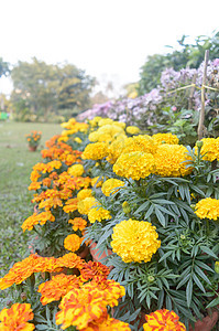 春末在一个正式的花园中开花 在盛开的麦芽花苗圃图片