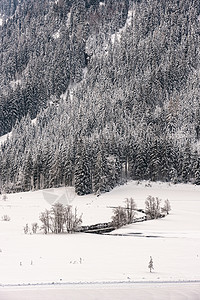 一条河流蜿蜒穿过白雪皑皑的山谷 山上长满了白雪覆盖的针叶树 美丽的自然背景图片