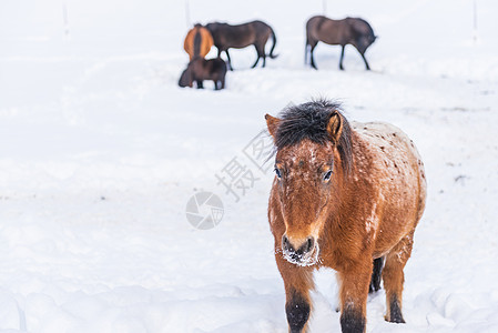 冬日里 站在白雪皑皑的牧场上的马目不转睛地注视着前方 在背景中可以看到一群马和围场围栏上的柱子图片