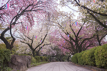 美丽的夏美派对 与粉红樱花的浅山垂直花瓣花头季节花园王子植物公园公共公园位置图片