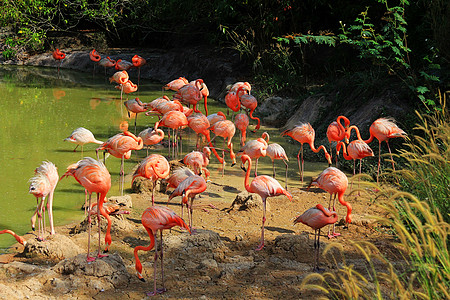 水中的火烈鸟群野生动物荒野海景水鸟摄影异国保护粉色湿地晴天图片