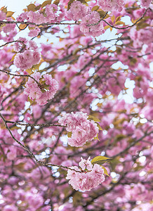 粉红樱花球花朵浅山公园图片