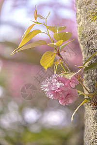 美丽的夏美派对 与粉红樱花的浅山宏观位置鸢尾花蓝色天空季节公共公园叶子王子植物图片