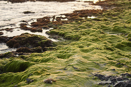 加勒比岩石上海草的海藻图片