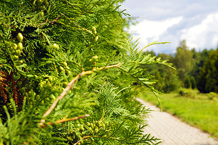 美丽的公园 绿色的Thuja 自然照片宏观森林针叶衬套植物叶子园艺植物群环境天空图片