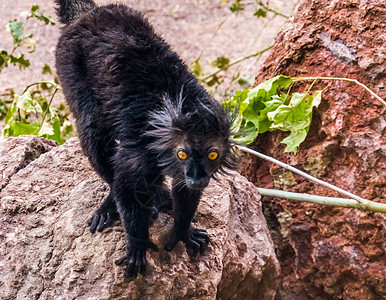 靠近一只男性黑狐猴 来自麦加斯卡尔的热带灵长类动物 易受伤害的动物物种图片