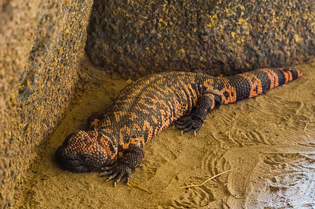 热带爬行动物肉皮的热带稀释性蜥蜴 一种来自美洲沙漠的有毒蜥蜴图片
