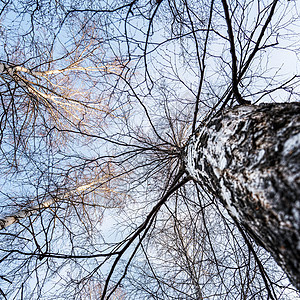 树冠底部视图季节白色公园森林天空植物树木蓝色太阳桦木图片