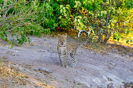 博茨瓦纳非洲豹 非洲野生生物衬套汽车丛林国家哺乳动物公园豹属荒野野生动物捕食者背景图片