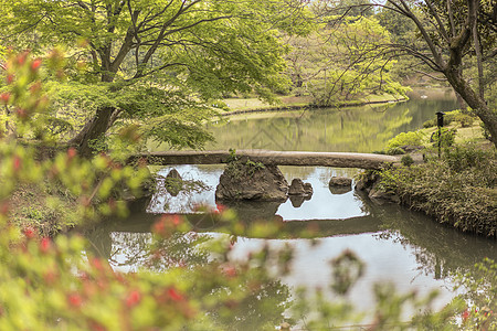 在Rikugigien池塘上的日本石桥和花棚花瓣花园公共公园垂直鸢尾花植物公园位置松树花头图片