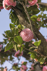 基塔区浅山公园蓝天的粉红冰丽花蓝色季节花瓣鸢尾花叶子王子公共公园植物垂直花头图片