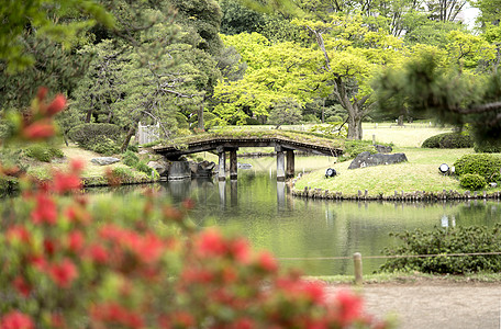 Rikugien公园池塘上的桥花瓣季节公园天空位置蓝色松树花头新娘鸢尾花图片