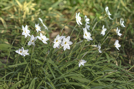 美化白花花 Hananilla( 哈纳尼拉)图片